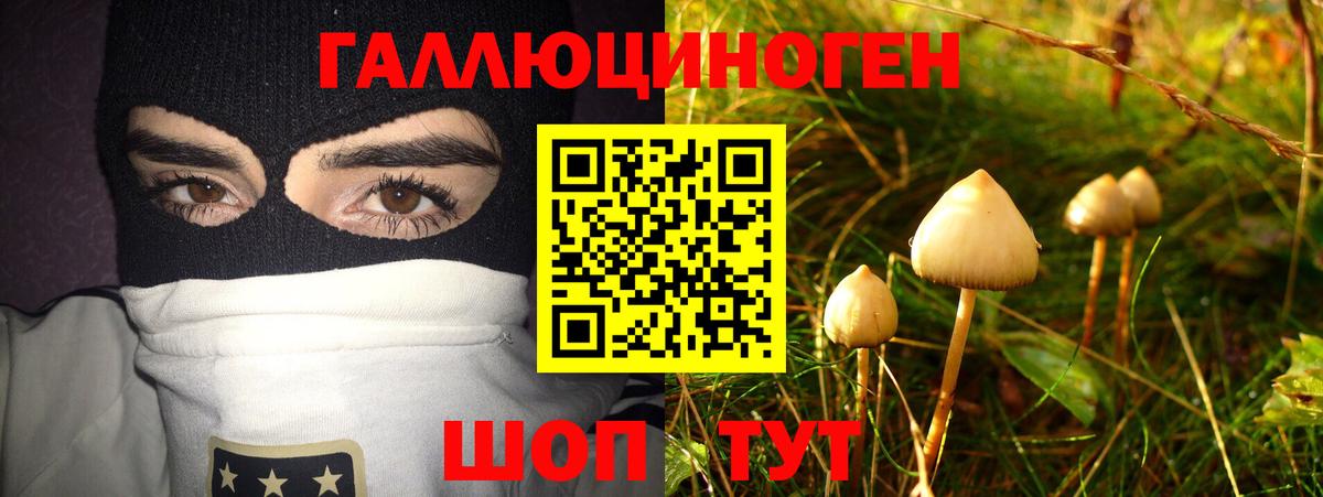 Новозыбков  Псилоцибиновые грибы прущие грибы  Вход с VPN 